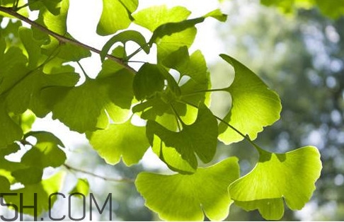 银杏叶片的功效和作用及副作用?,银杏叶片的功效和作用能治耳鸣吗