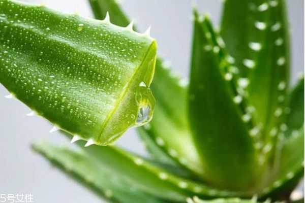 吃芦荟胶会怎样,吃了芦荟胶没事吧