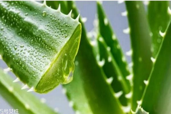美容芦荟灌肤的做法,芦荟灌肤的步骤和手法