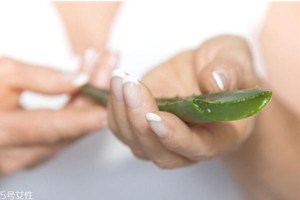 芦荟擦脸的正确方法,鲜芦荟擦脸后需要注意什么