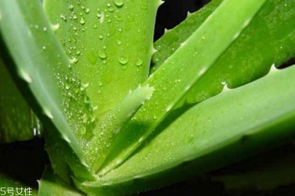 芦荟面膜的功效和作用,芦荟保湿舒缓面膜