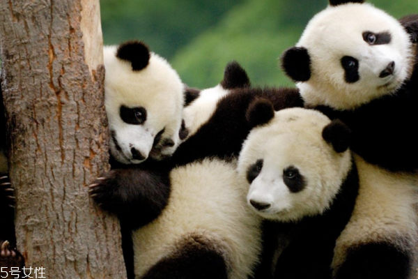 黑眼圈是什么病的征兆,黑眼圈可能是什么病