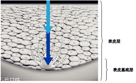 击退黑色素,黑色素瘤的免疫