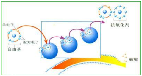 对抗自由基,如何抵抗自由基