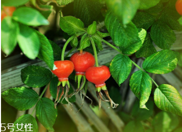 unichi玫瑰果胶囊副作用,unichi玫瑰果胶囊有没有副作用 unichi玫瑰果胶囊副作用,unichi玫瑰果胶囊有没有副作用