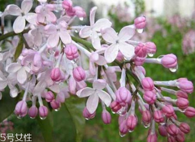 丁香精油制作方法,丁香精油怎么使用