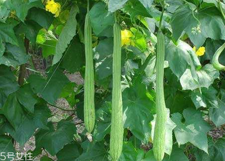 丝瓜水可以湿敷吗,丝瓜水湿敷的功效和作用