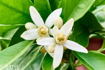 橙花对皮肤的功效和作用,苦橙花水对皮肤的作用