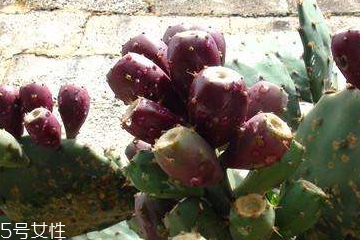 仙人掌油的功效和作用是什么,仙人掌加香油的作用和功效