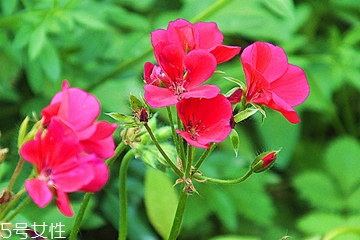 天竺葵精油的功效和用法,天竺葵精油的脸部用法