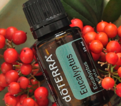 尤加利精油使用方法,尤加利精油作用和功效及使用方法