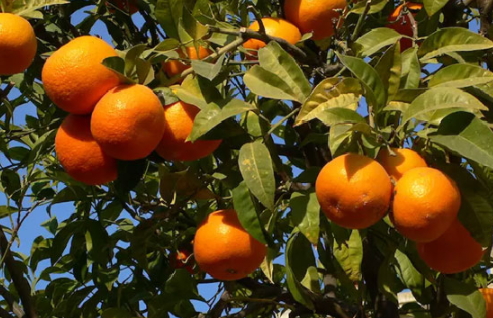 甜橙精油用途,甜橙精油功效和作用点