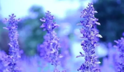 薰衣草精油能泡脚吗,用薰衣草精油泡脚什么好处