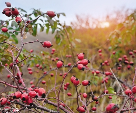 玫瑰果油多久用一次,玫瑰花果油可以每天使用吗