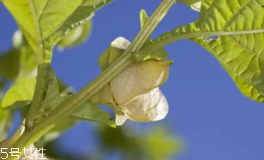 半亩花田海藻曝光,半亩花田的海藻颗粒是真的吗