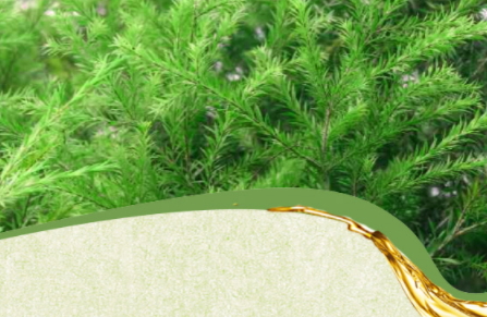 茶树精油和灰指甲,如何使用茶树精油治疗灰指甲