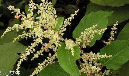 白藜芦醇的应用前景,白藜芦醇的应用 白藜芦醇的应用前景,白藜芦醇的应用