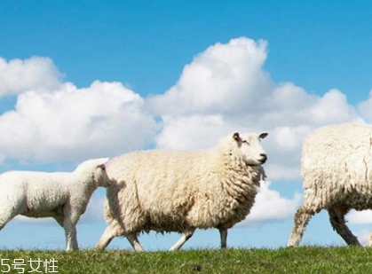 皮具保养貂油好还是绵羊油好,皮衣保养绵羊油还是貂油