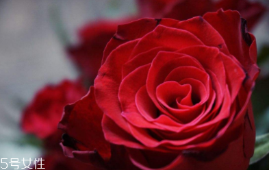 玫瑰果油的功效和作用,玫瑰果油的功效和作用及使用方法