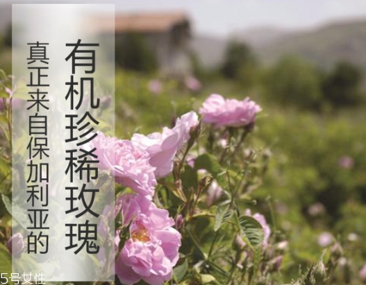 什么是纯露,纯露的作用,纯露是什么?