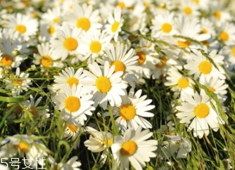 洋甘菊的美容作用,洋甘菊美容起什么作用 洋甘菊的美容作用,洋甘菊美容起什么作用