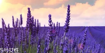 薰衣草精油有什么功效?该如何使用?,薰衣草精油的用处