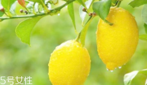 柠檬精油的用法和用处,柠檬精油怎么使用 柠檬精油的用法和用处,柠檬精油怎么使用