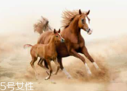 马油的使用方法,马油的正确使用方法及功效