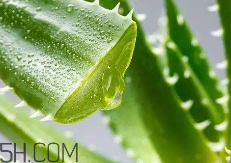 自然乐园芦荟胶的正确使用,自然乐园芦荟胶补水效果好吗