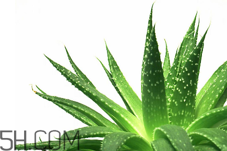 雅丽洁芦荟胶保质期多久,雅丽洁芦荟胶保质期怎么看