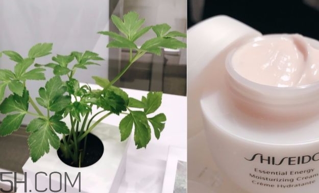 资生堂激能面霜怎么样,资生堂滋润水乳怎么样