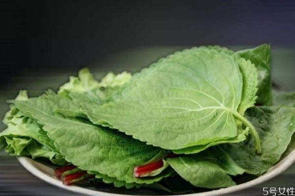 紫苏叶怎么做好吃呢,紫苏叶吃法和做法 紫苏叶怎么做好吃呢,紫苏叶吃法和做法