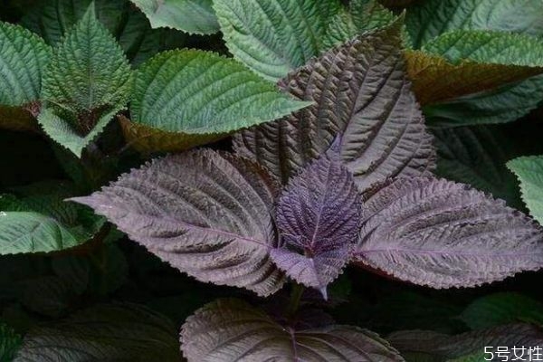 紫苏叶的营养价值,紫苏叶的营养价值和药用价值 紫苏叶的营养价值,紫苏叶的营养价值和药用价值