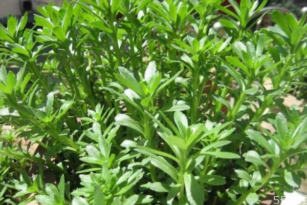 救心菜有什么功效,救心菜的功效和作用及食用方法