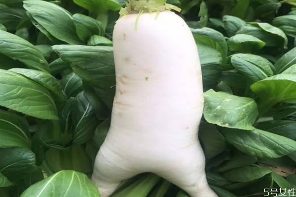 白萝卜配什么减肥效果好,白萝卜加什么东西能减肥