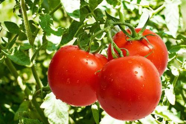 西红柿养胃吗,西红柿汤养胃吗