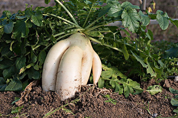 吃萝卜肚子胀气怎么办,萝卜吃完胃疼怎么办