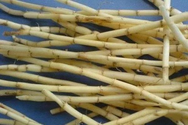 茅草根什么功效,茅草根的作用和功效