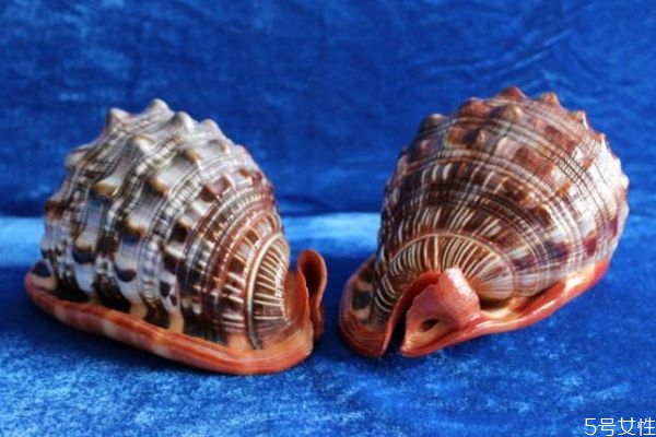 万宝螺可以吃吗?,宝螺能吃吗