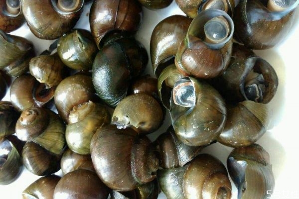 田螺什么样,挑田螺肉最好的方法