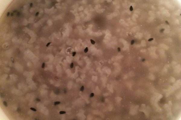 西米有什么功效和作用,西米有什么功效和营养价值