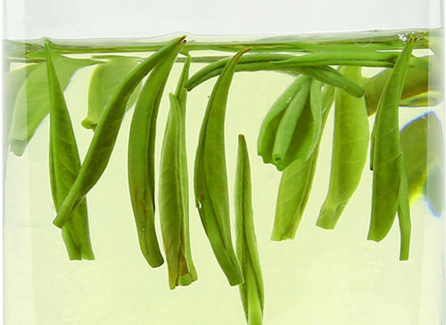 雀舌茶泡茶温度,雀舌茶多少度水泡