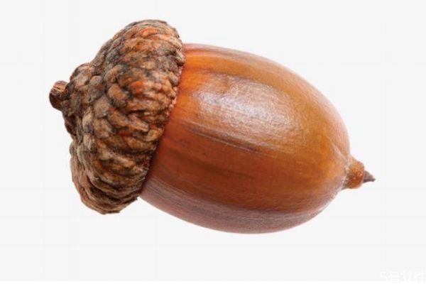 橡果可以吃吗?,橡果可以吃吗直接答案