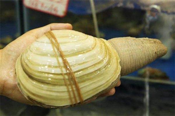 象拔蚌的内脏怎么处理,小象拔蚌内脏怎么处理