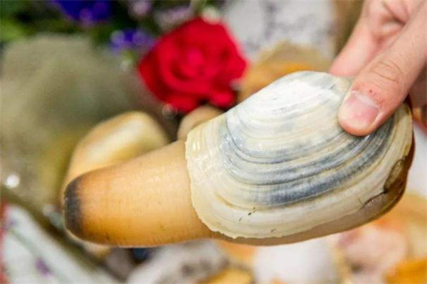 象拔蚌有寄生虫吗,象拔蚌 寄生虫