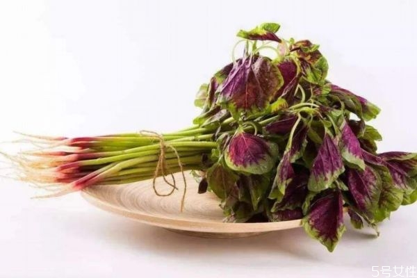 红苋菜的功效和作用有哪些,苋菜营养价值和营养成分