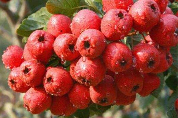 山楂不能用铁锅煮吗,山楂水能用铁锅煮吗