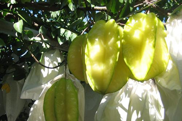 请问糖尿病人能吃杨桃吗,高血糖人能吃杨桃吗