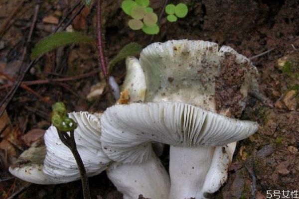 青头菌是什么,青头菌的功效和禁忌 青头菌是什么,青头菌的功效和禁忌