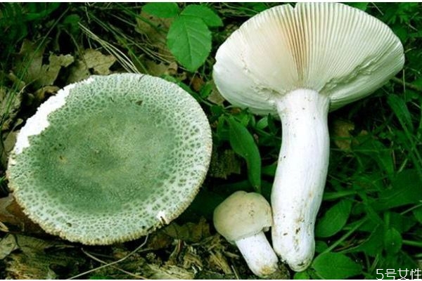 青头菌的营养价值,青头菌的功效和作用